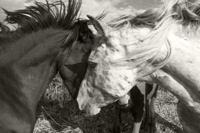 Fotobehang Paarden die elkaar liefde tonen