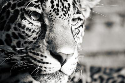 Canvas Zwart-witte jaguar