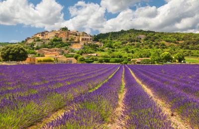 Fotobehang Lavendel veld in de Franse Provence