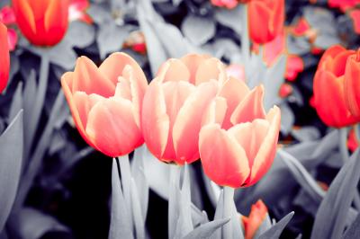 Fotobehang Tulpen met sepia-effect