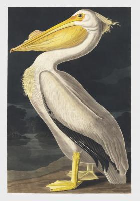 Poster Witte pelikaan