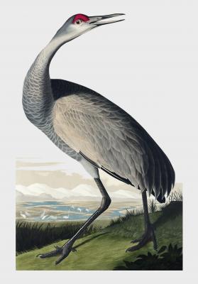 Poster Trompetkraanvogel II