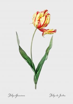 Poster Tulipa gesneriana
