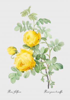 Poster Gele roos