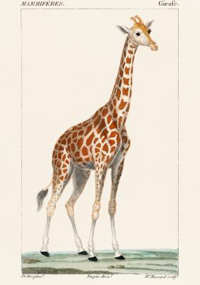 Poster Giraf op een grasveld