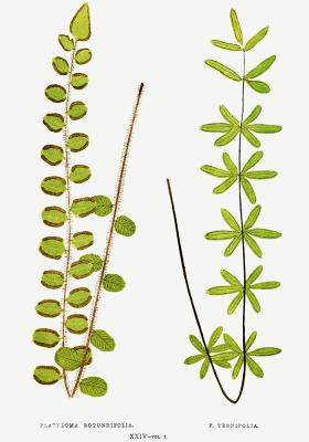 Poster Pellaea rotundifolia en ternifolia