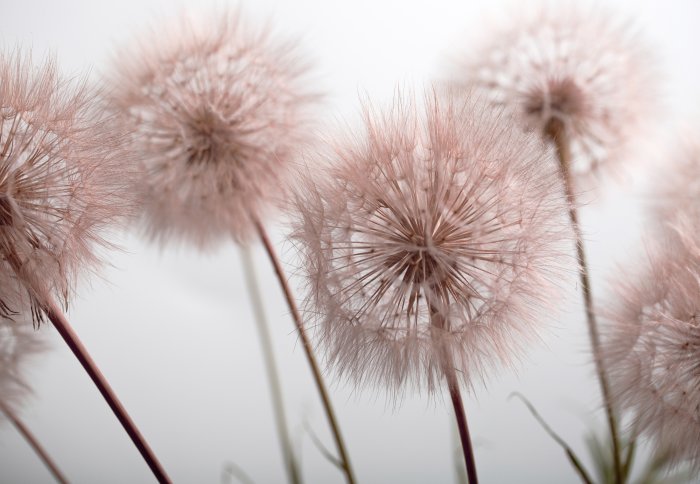 Fotobehang Roze paardenbloemen van dichtbij