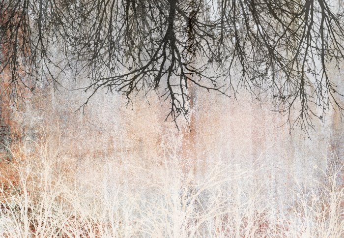 Fotobehang Een compositie met boomtakken in een vintage motief