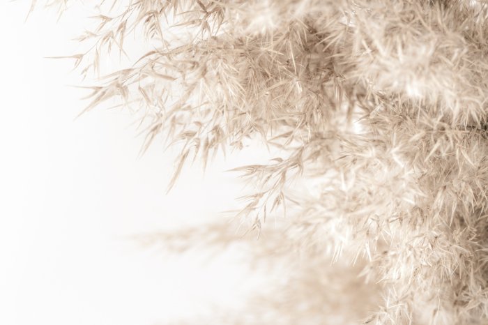 Fotobehang Botanisch graspatroon op een witte achtergrond