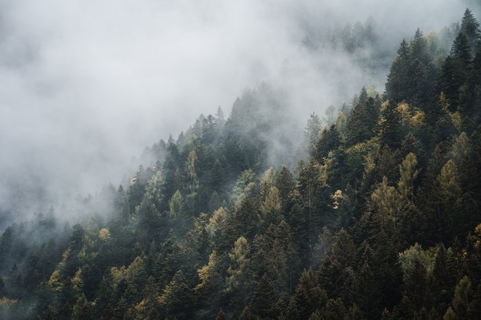 Fotobehang Coniferen op de heuvels in de mist