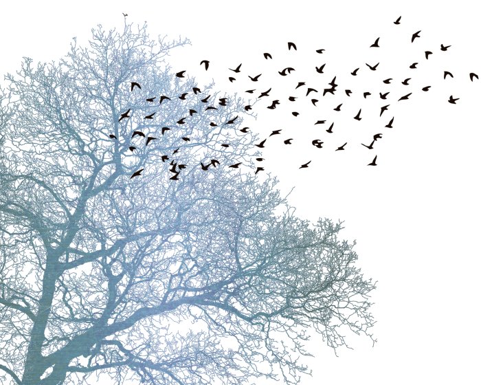 Fotobehang Zwarte vogels en een boom op een witte achtergrond