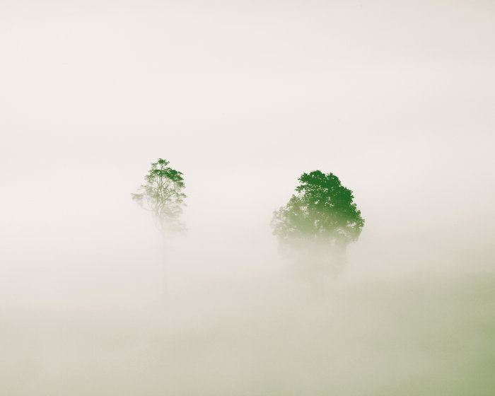 Fotobehang Silhouetten van bomen in dikke mist