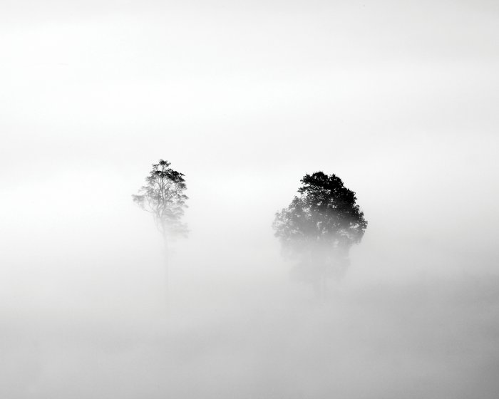 Fotobehang Monochroom landschap van bomen in de mist