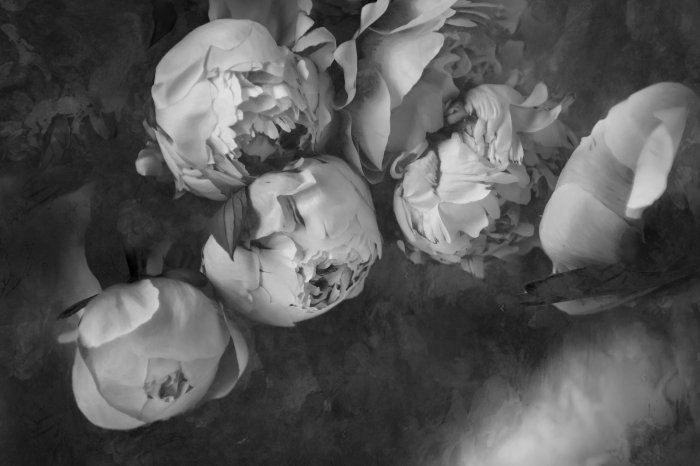 Fotobehang Zwart-wit pioenroospatroon