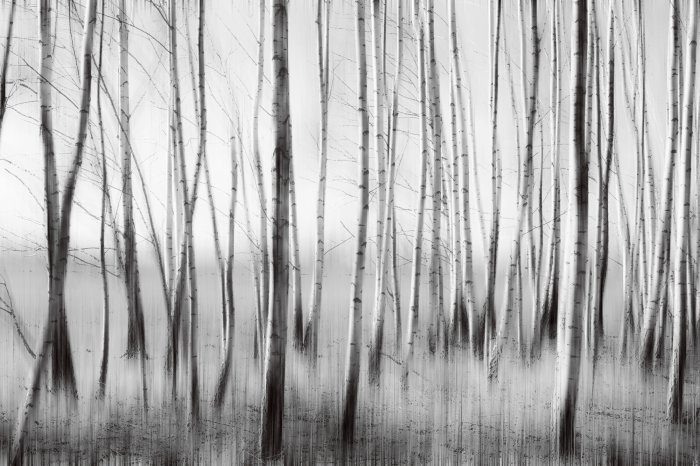 Fotobehang Berkenbos in monochrome kleuren