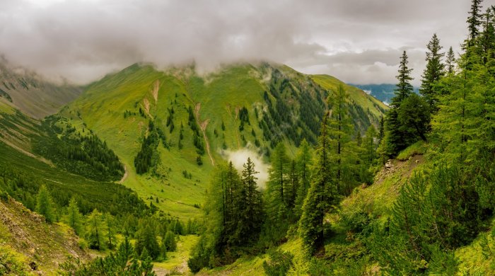 Fotobehang Groen berglandschap met naaldbomen
