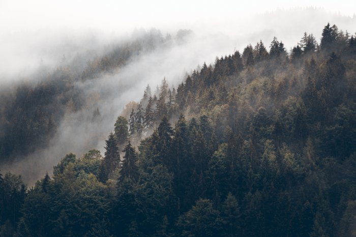 Fotobehang Donkergroen naaldbos op de heuvels in de mist