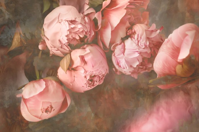 Fotobehang Roze pioenrozen close-up in retrostijl