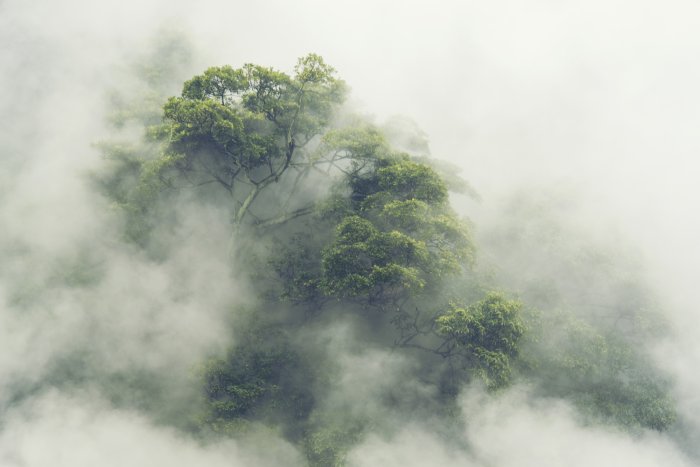 Fotobehang Mistig groen tropisch bos