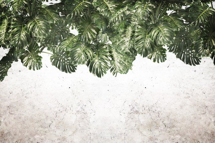 Fotobehang Groene monsterabladeren hangen erboven