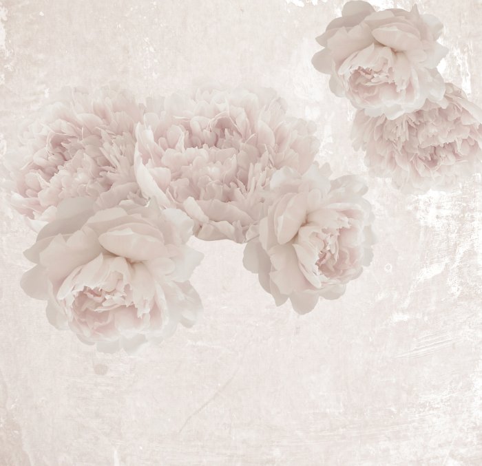 Fotobehang Pioenrozen in pastelkleuren op een gestructureerde achtergrond