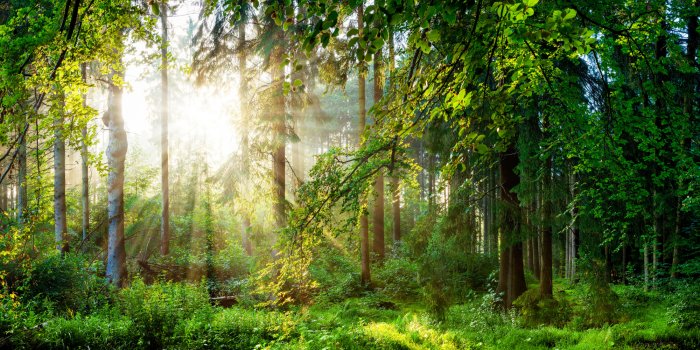 Fotobehang Groen boslandschap in de ochtend