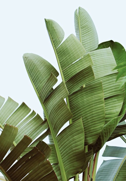 Canvas Grote groene palmbladeren