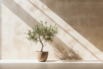 Poster Olijfboom in pot