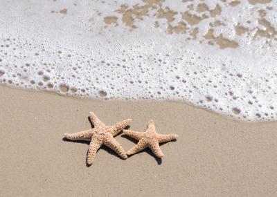 Poster Zeesterren op een zanderig strand