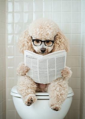 Poster Schattige hond met een krant op het toilet