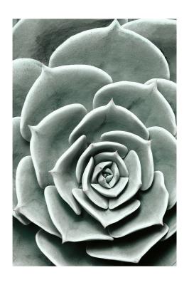 Poster Groene vetplant van dichtbij