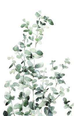 Poster Eucalyptus takken op een witte achtergrond