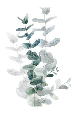 Poster Fijne eucalyptus takken in aquarelstijl