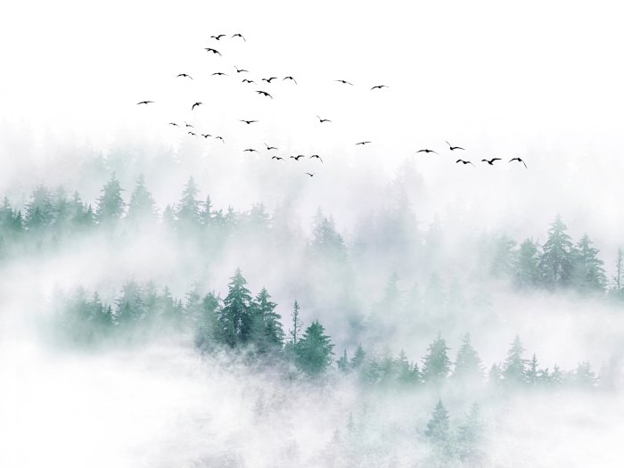 Fotobehang Een mistig bergachtig boslandschap.