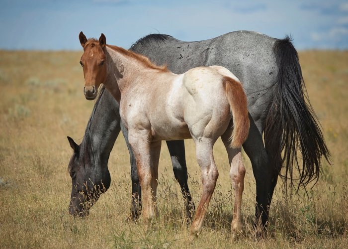 Fotobehang Een jong paard en een merrie grazen in een veld.