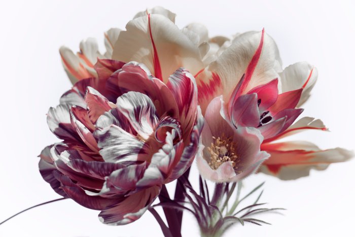 Fotobehang Tulpen op een lichte bloemenachtergrond