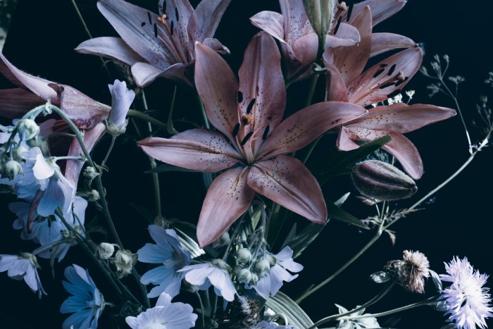 Fotobehang Leliebloemen op een donkere achtergrond