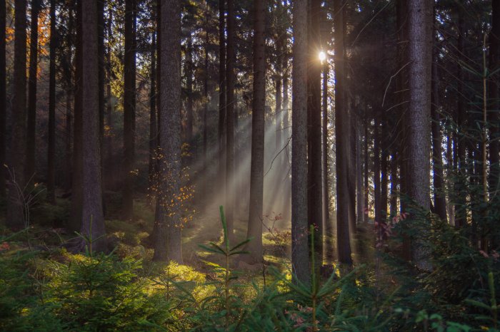 Fotobehang Landschapszonsopgang in het bos