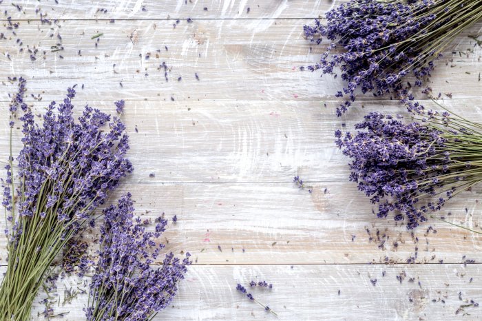 Fotobehang Boeketten van gedroogde lavendel op witgekalkte planken