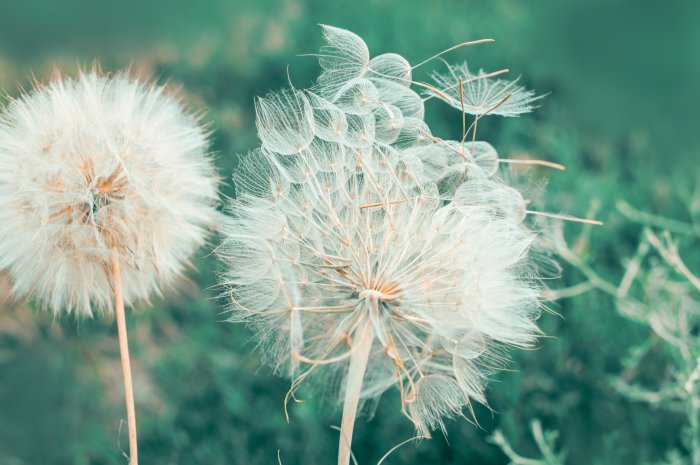 Fotobehang Paardenbloemen