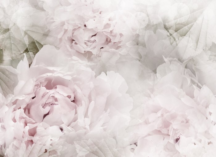 Fotobehang Pioenrozen