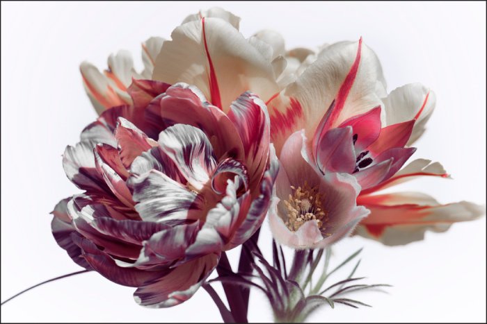 Fotobehang Tulpenstrauß