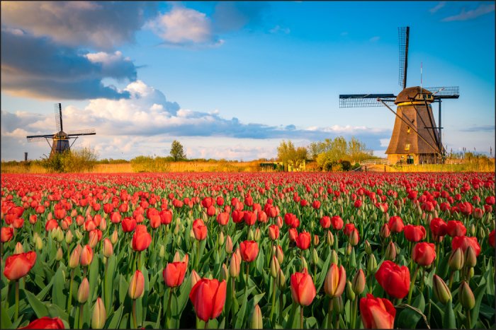 Fotobehang Feld blühender Tulpen