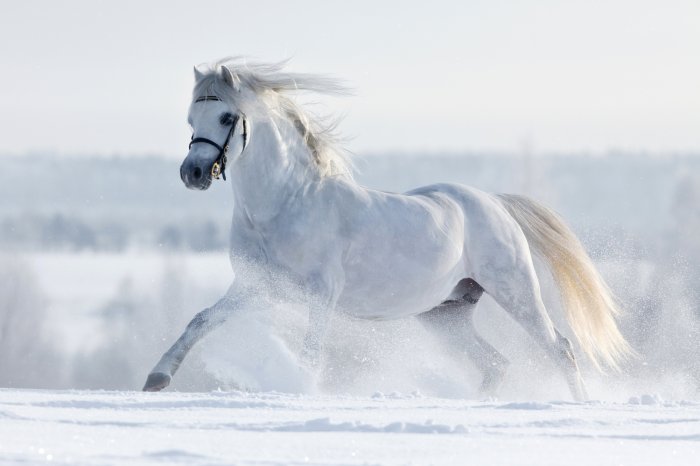 Fotobehang Een wit paard galoppeert door een veld in de winter