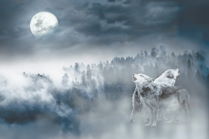 Fotobehang Nachtwolven tegen de achtergrond van maanlicht en bos