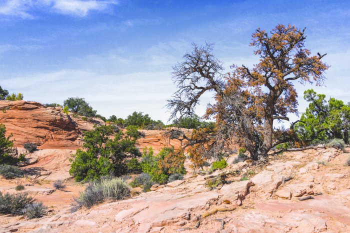 Fotobehang Een rotsachtige woestijn met oases van groen en droge flora