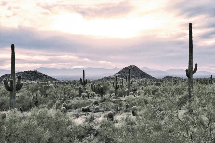 Fotobehang Cactussen en rotsen in een natuurlijke woestijnomgeving