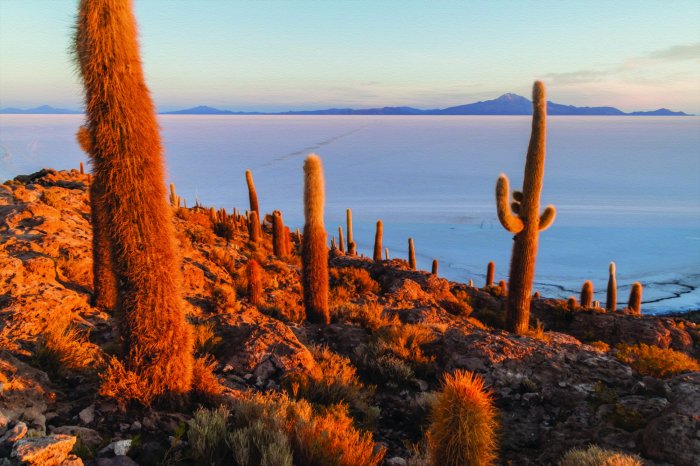 Fotobehang Groene cactussen tegen de achtergrond van woestijnheuvels