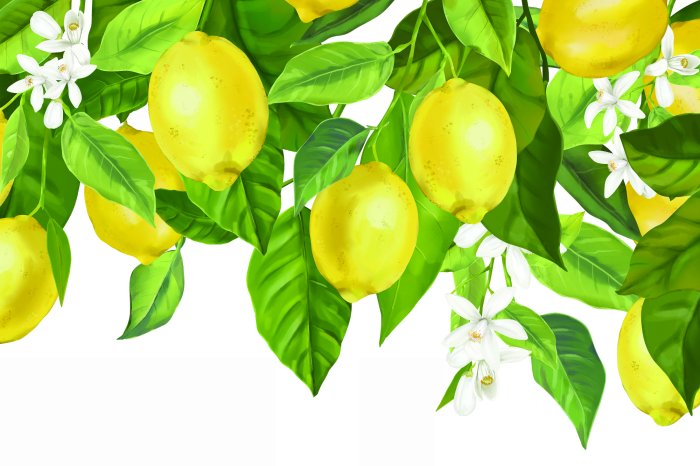 Fotobehang Citroenboom met bladeren en witte bloemen