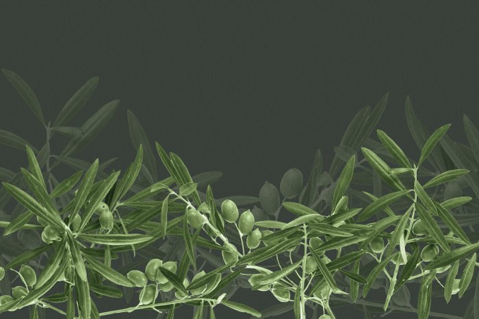 Fotobehang Natuurlijke groene olijftakken
